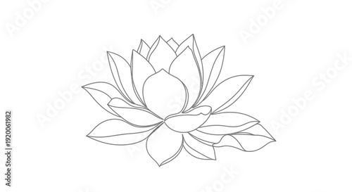 Water Lily Flower, Single Line Art, Botanical Illustration