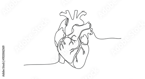 Human Heart Line Art Vector, Medical Symbol of Life and Love on White