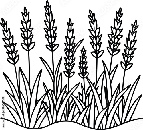 A soothing lavender plant with slender purple flower spikes and a calming fragrance. Popular in aromatherapy, herbal gardens, and natural wellness products.