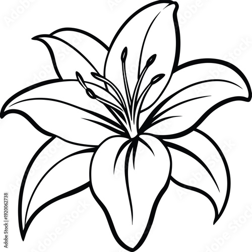 An elegant lily flower with large trumpet-shaped petals and prominent stamens, known for its purity and refined beauty. Often used in weddings, ceremonies, and decorative gardens.