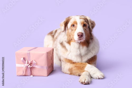 Cute Australian Shepherd do...