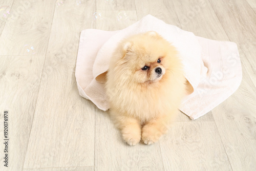 Cute dog with soap bubbles ...