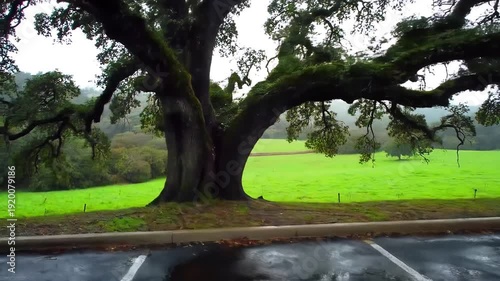 Majestic Tree Standing Alone in Wet Parking Lot.