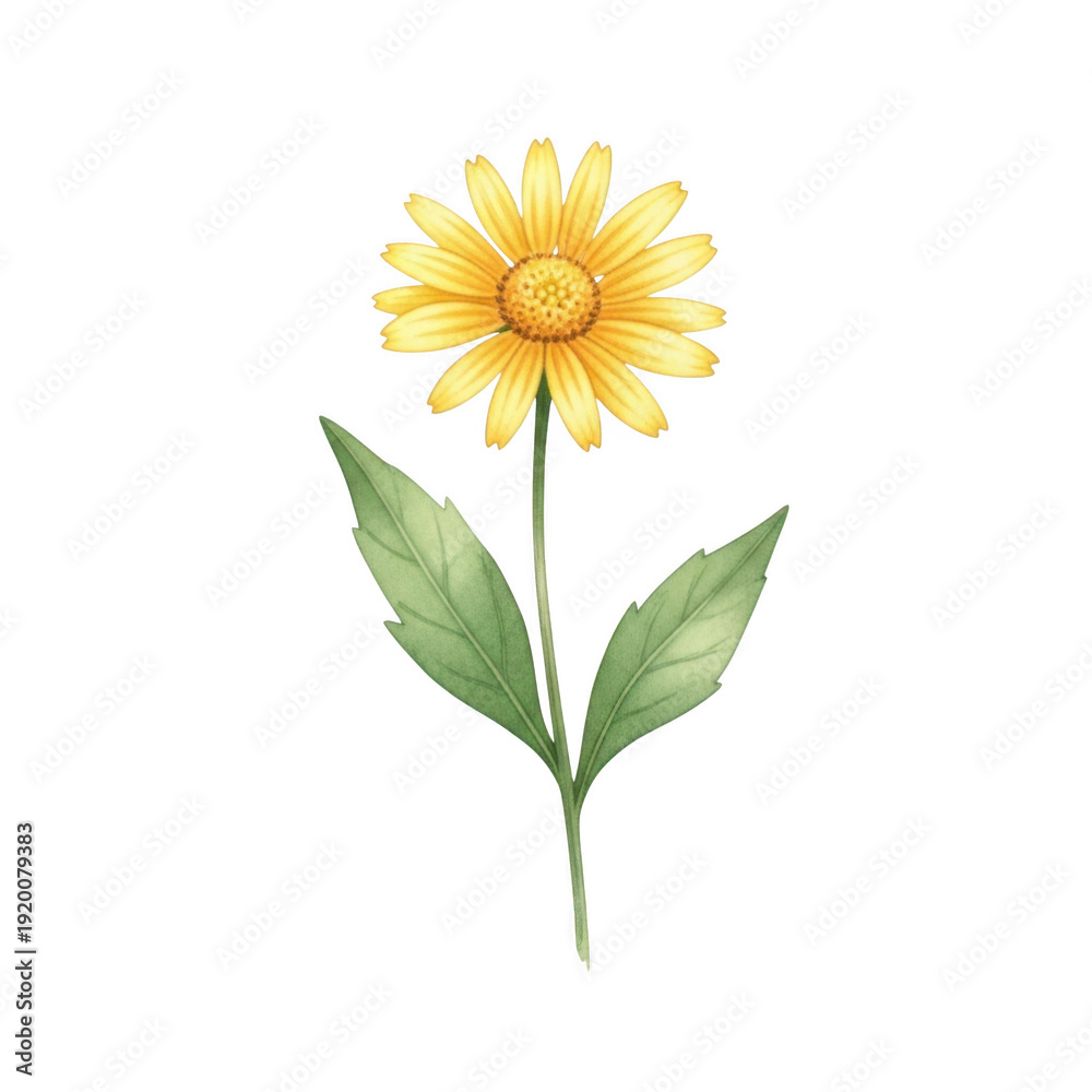 Fototapeta premium A single bright yellow flower with green leaves against a white background isolated on transparent background