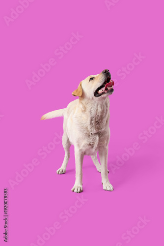 Cute Labrador dog on purple...