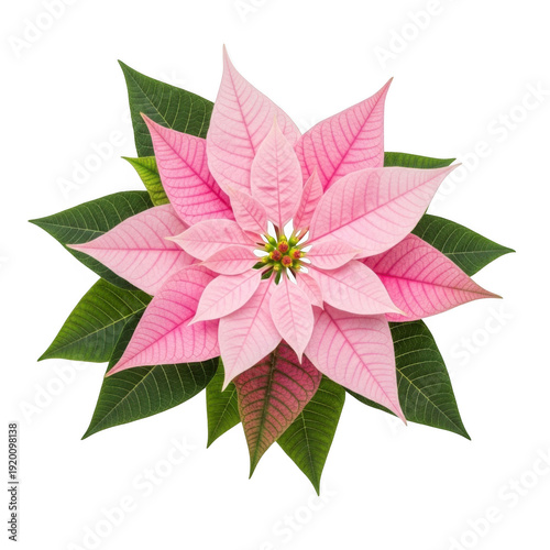 A beautiful pink poinsettia flower with vibrant green leaves and delicate petals isolated on transparent background