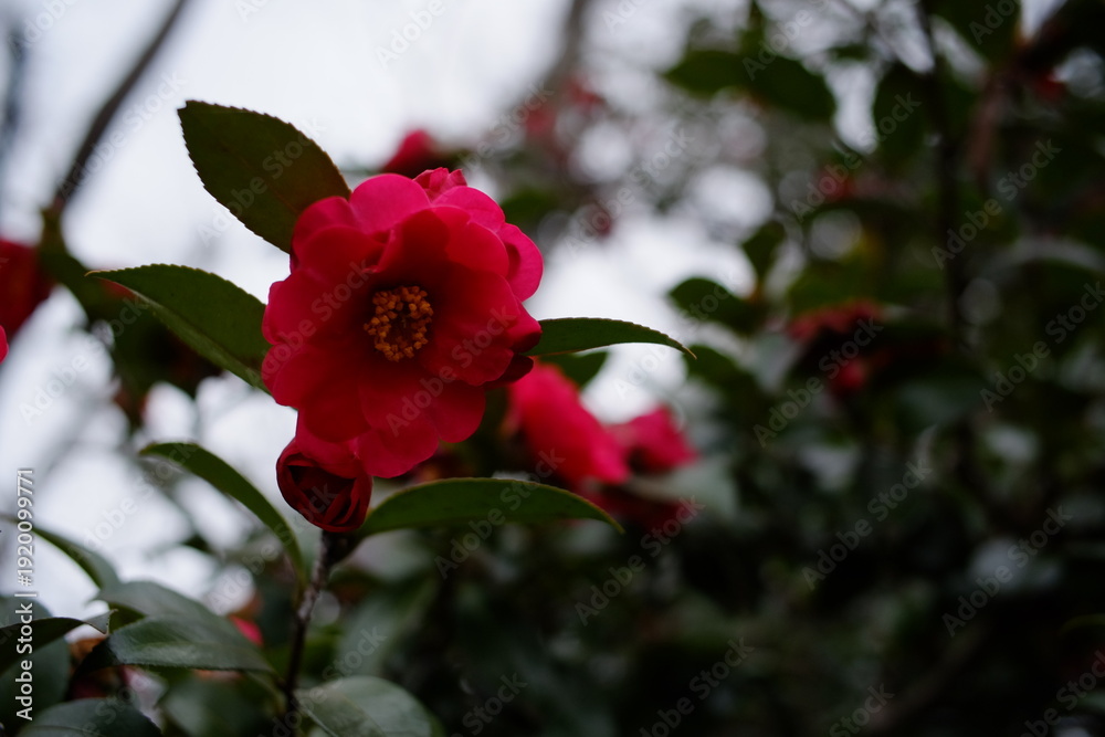 Fototapeta premium 美しく咲く日本の山茶花