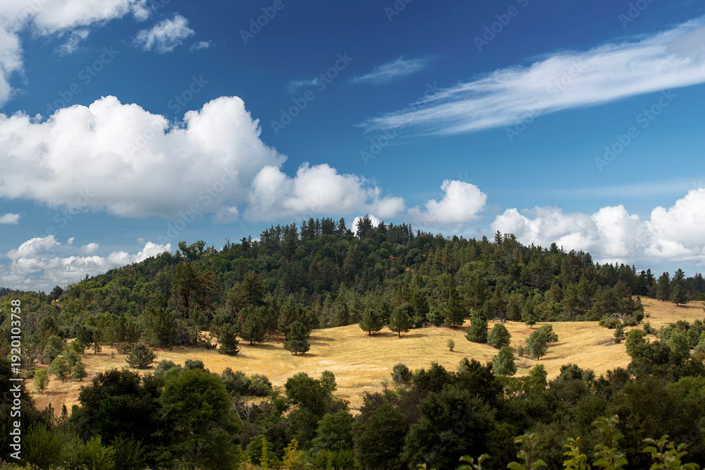 Obraz premium A view of a tree-lined hill, seen in Julian, California.