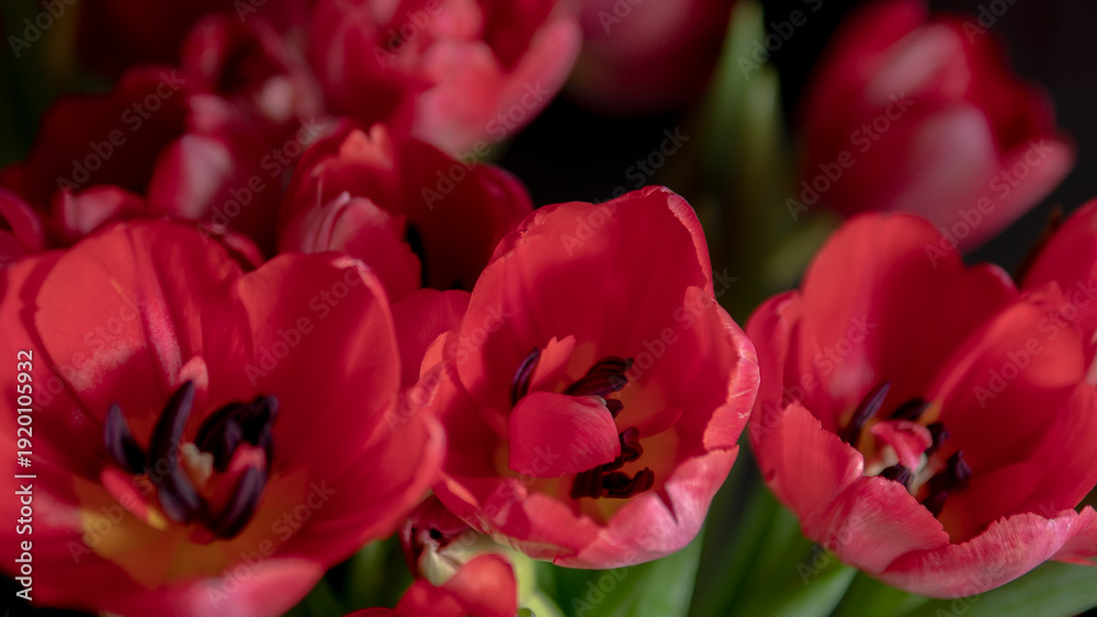 Obraz premium Red tulips flowers with soft focus and dark background