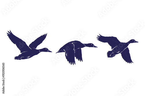 Flying duck vector illustration set, dynamic poses of ducks in midair in silhouette textured vintage ink details style, hunting designs outdoor branding isolated on white background