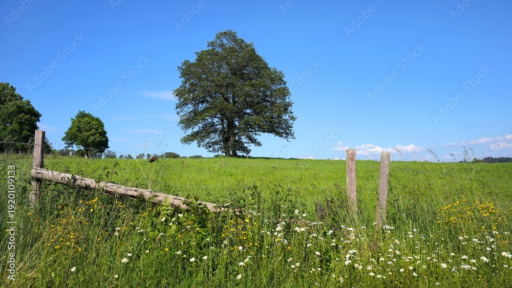 Obraz premium Deutsche Eichen im Frühling in Wiese vor weiß blauem Wolkenhimmel auf der Hellefelder Höhe im Sauerland, Nordrhein-Westfalen, Deutschland 