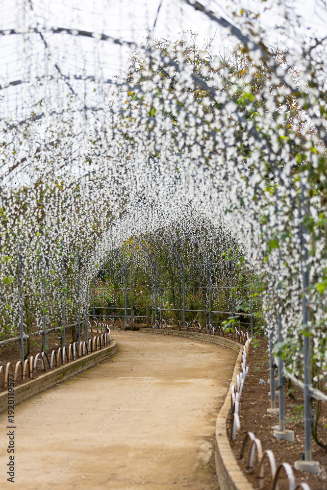 Fototapeta premium white light artificial wisteria flower tunnel with walkway during the daytime.
