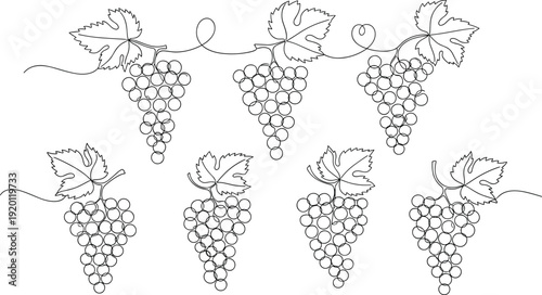 Grape vine line art vector set. Vineyard branch with leaves and fruit clusters. Black and white botanical illustration collection.