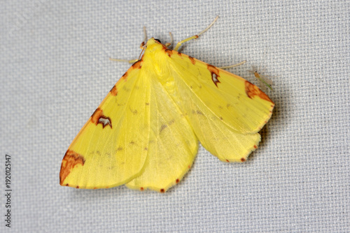 Photography The brimstone moth (Opisthograptis luteolata) is a moth of the family Geometridae