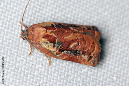 Fotografía Archips xylosteana, the variegated golden tortrix or brown oak tortrix, is a moth of the family Tortricidae