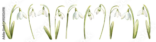 Watercolor hand drawn snowdrop flowers isolated on white background. Beautiful spring flowers. Closeup of white snowdrop flower and green leaf. Snowdrop collection, botanical Illustration