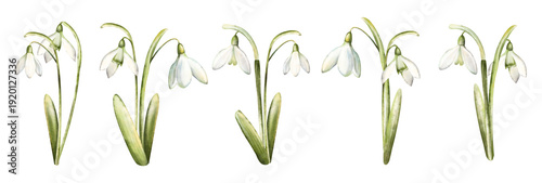 Watercolor hand drawn snowdrop flowers isolated on white background. Beautiful spring flowers. Closeup of white snowdrop flower and green leaf. Snowdrop collection, botanical Illustration