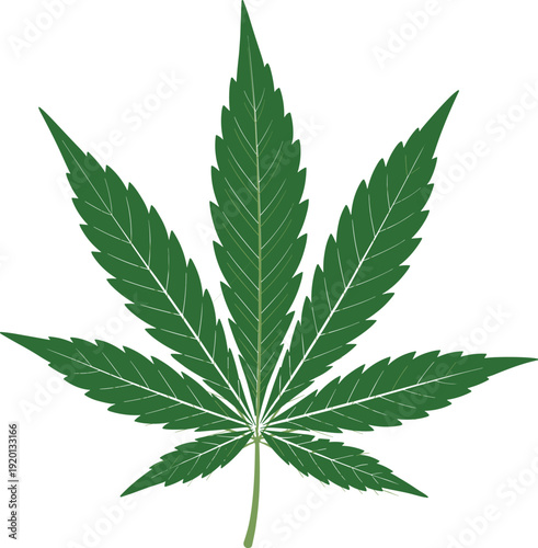 Green cannabis leaf illustration with seven serrated leaflets, natural symmetrical marijuana plant design for medical, cultural, herbal, eco-friendly, and botanical vector artwork