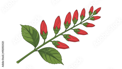 Close up illustration of a green branch holding several vibrant red flower buds and two large leaves against a white background.