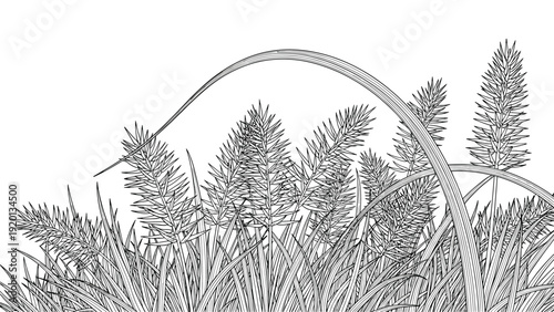 Detailed black and white line art drawing showing various types of tall wild grasses and seed heads in a natural meadow field.