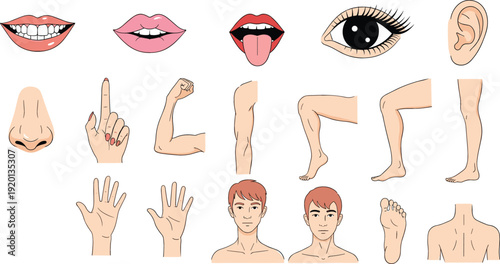 Human Body Parts Vector Set with Eyes, Mouth, Nose, Hands, Arms, Legs, and Anatomy Elements for Medical and Educational Design
