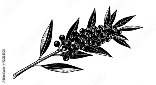 A detailed black and white illustration of an olive branch with numerous dark berries high quality