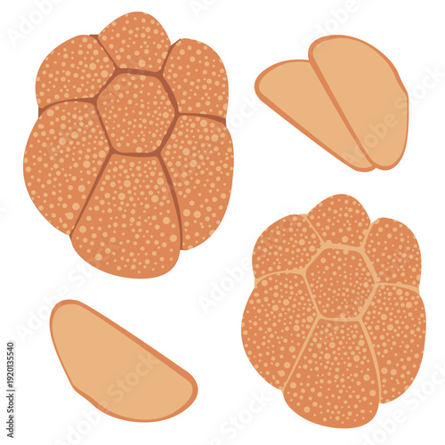 vector illustration of bread. Vector drawing without a background, chamomile-shaped pastries, muffins with sprinkles and different types of flour. The illustration is sweet pastries.