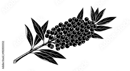A detailed black and white illustration of a branch with numerous small round berries high quality