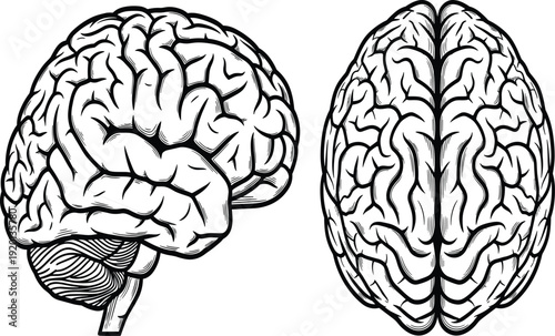 Human brain anatomy illustration showing detailed cerebral structure in side and top views isolated on white background for neuroscience medical education and biology design
