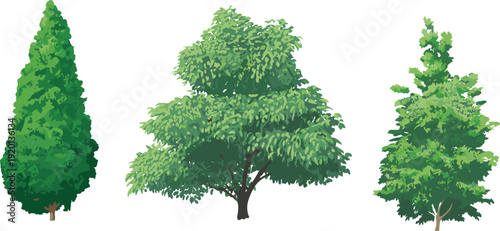 Illustration of three different tree types, evergreen conifer, broad deciduous canopy, and mixed foliage design, natural botanical diversity for landscape architecture, 