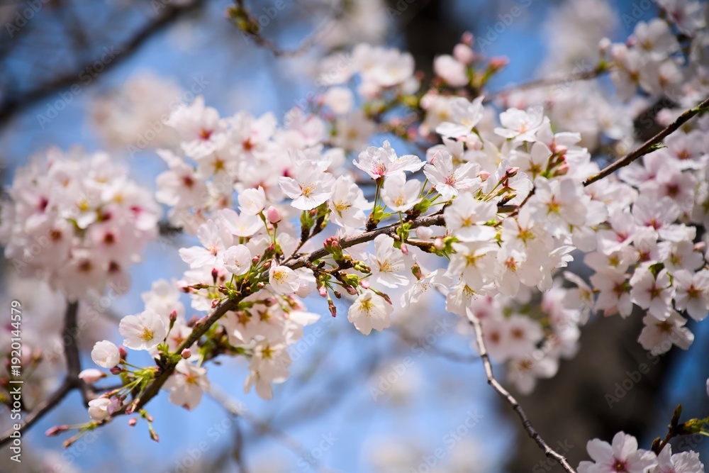 Obraz premium 街の中で咲く桜