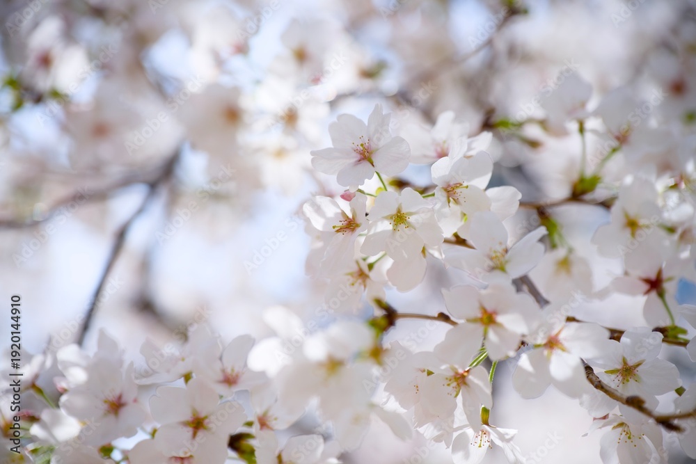 Obraz premium 街の中で咲く桜