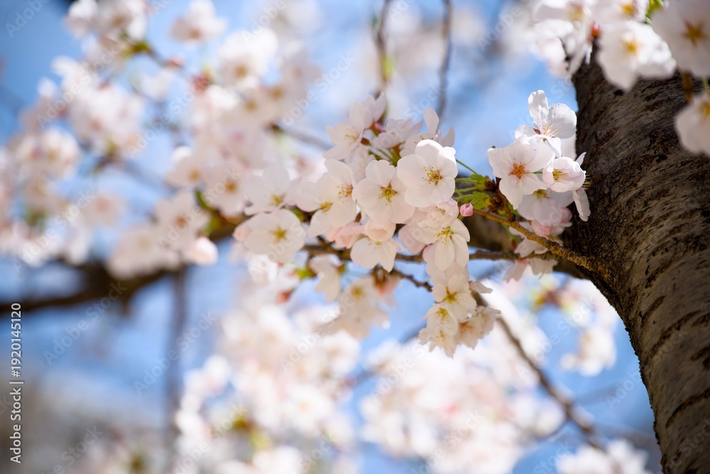 Obraz premium 街の中で咲く桜