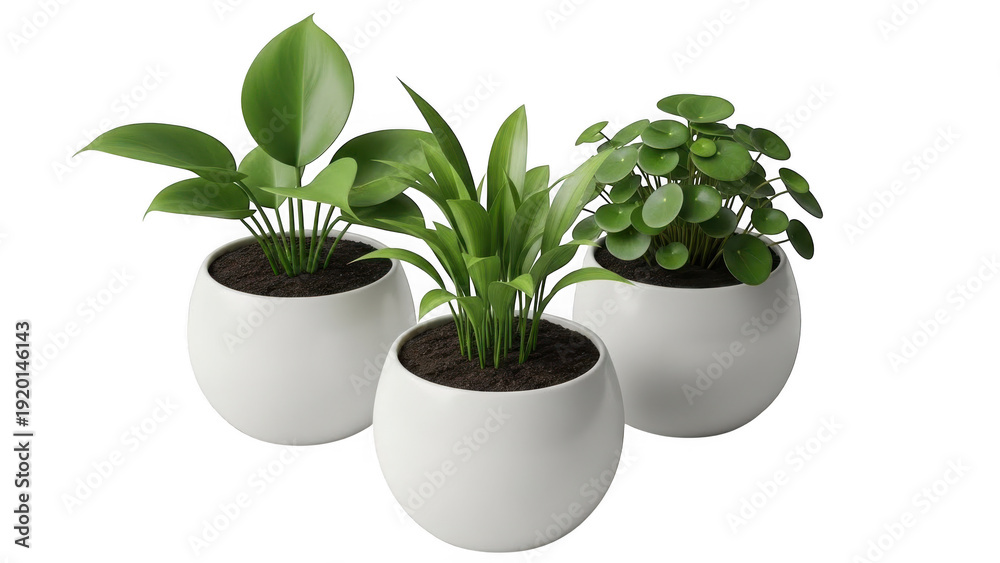 Fototapeta premium Three potted green houseplants with lush leaves in white round planters potted plant