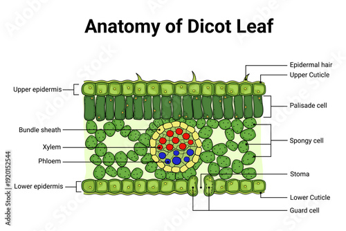 Detailed cross section diagram of dicot leaf anatomy for botany education