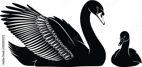 Black vector silhouette of a majestic swan with spread wings swimming next to a smaller cygnet for nature wildlife lake and bird branding