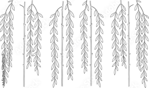 Weeping willow branches hand drawn botanical hanging leaves vector illustration natural tree foliage set