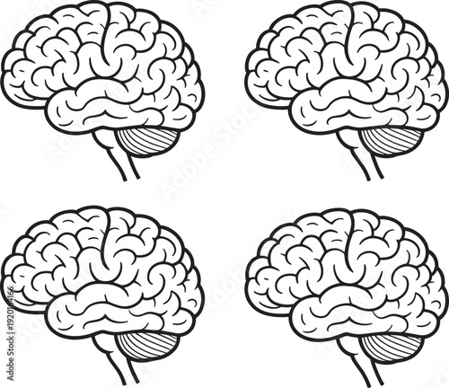 Brain anatomy organ neurology mind