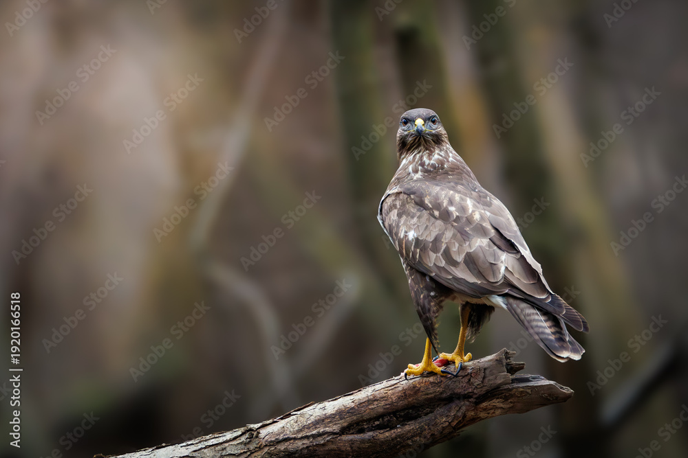 Obraz premium Common buzzard (Buteo buteo) perched on tree branch, brown bird of prey watching surroundings in forest habitat, European wildlife scene.