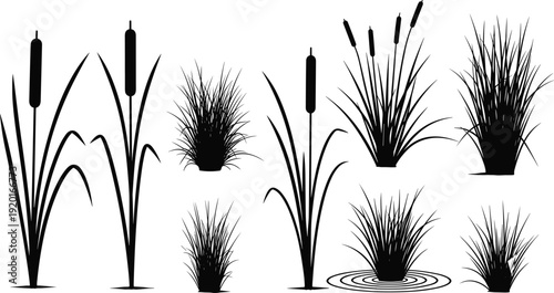 Aquatic marsh plants silhouettes with cattails and grasses, wetland nature vector illustration, botanical water inspired design artwork collection