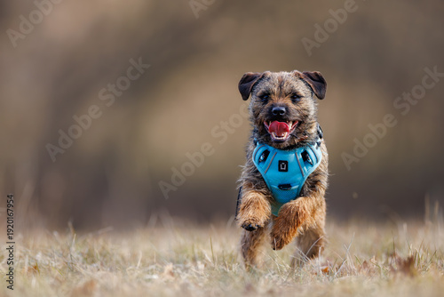 Border terrier (Canis lupus familiaris) running fast in meadow, happy small dog wearing blue harness, active pet enjoying outdoor movement.
