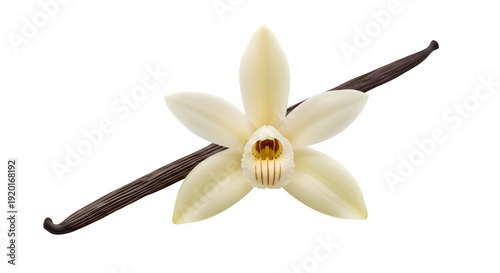 Vanilla flower and bean isolated on transparent background