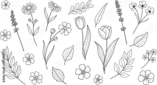 Black and white botanical line drawings of flowers, leaves, and stems, vector illustration for nature, decorative, floral, design themes