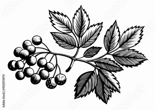 Black and white illustration of a mountain ash branch with leaves and berries