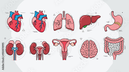 Modern line art icons depict essential human internal organs such as the heart, brain, lungs, and stomach for medical and health use.