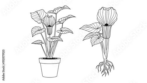 Educational black and white line drawing of a potted plant alongside a separate view of its complex root system.