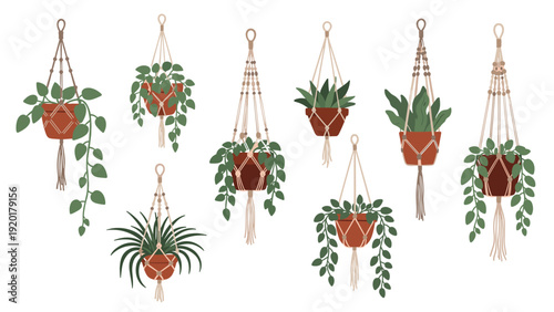 Set of diverse indoor plants in decorative hanging macrame planters featuring various leaf shapes and green tones.