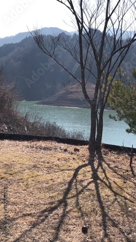 枯れ木と貯水ダムの人口湖