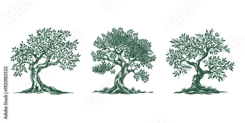 Three distinct olive tree illustrations with detailed foliage and roots