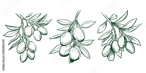Olive branch illustrations with green leaves and ripe olives in three variations